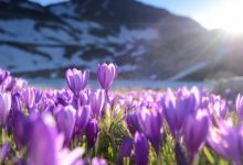 雅典的女郎   拜伦-微诗刊